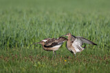 Image. Großer Brachvogel
