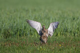 Image. Großer Brachvogel