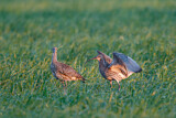 Image. Großer Brachvogel