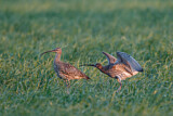 Image. Großer Brachvogel
