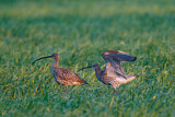 Image. Großer Brachvogel