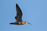 Image. Großer Brachvogel
