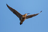 Image. Großer Brachvogel