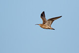 Image. Großer Brachvogel