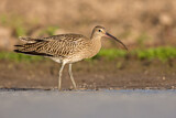 Image. Großer Brachvogel