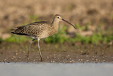 Image. Großer Brachvogel