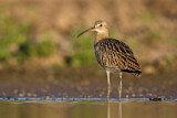 Image. Großer Brachvogel