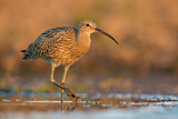 Image. Großer Brachvogel