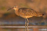 Image. Großer Brachvogel