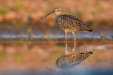 Image. Großer Brachvogel
