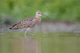 Image. Großer Brachvogel