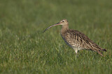 Image. Großer Brachvogel