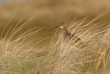 Image. Großer Brachvogel