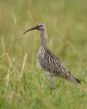 Image. Großer Brachvogel