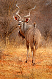 Image. Großer Kudu