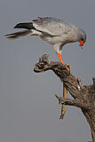 Image. Großer Singhabicht