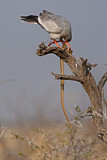 Image. Großer Singhabicht