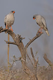 Image. Großer Singhabicht