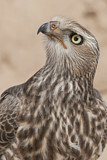 Image. Großer Singhabicht