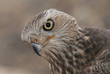 Image. Großer Singhabicht
