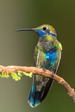 Image. Großer Veilchenohrkolibri