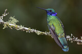 Image. Großer Veilchenohrkolibri