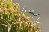 Image. Großer Veilchenohrkolibri