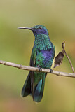 Image. Großer Veilchenohrkolibri