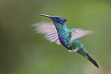 Image. Großer Veilchenohrkolibri