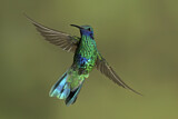 Image. Großer Veilchenohrkolibri