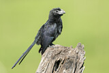 Image. Groove-billed Ani