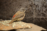 Image. Ground Woodpecker