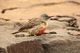 Image. Ground Woodpecker