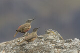 Image. Ground Woodpecker