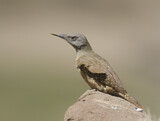 Image. Ground Woodpecker
