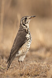 Image. Groundscraper Thrush