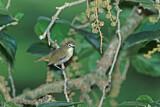 Image. Guambrillenvogel