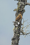 Image. Guatemalan Pygmy Owl