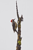 Image. Guayaquil Woodpecker