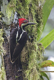 Image. Guayaquil Woodpecker