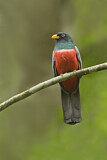 Image. Guayaquiltrogon