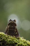 Image. Gulf Coast toad