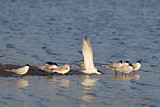 Image. Gull-billed Tern & Black-headed Gull