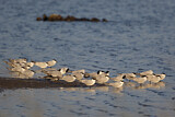 Image. Gull-billed Tern & White-winged Tern