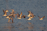 Image. Gull-billed Tern & White-winged Tern