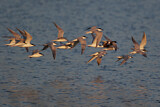 Image. Gull-billed Tern & White-winged Tern