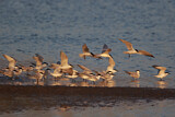 Image. Gull-billed Tern
