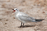 Image. Gull-billed Tern