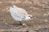 Image. Gull-billed Tern