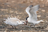 Image. Gull-billed Tern